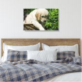 Golden Retriever Puppy in mandje Canvas Afdruk (Insitu (Slaapkamer))