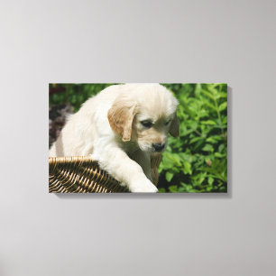 Golden Retriever Puppy in mandje Canvas Afdruk