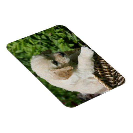 Golden Retriever Puppy in mandje Magneet (Rechterzijde)