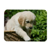 Golden Retriever Puppy in mandje Magneet (Horizontaal)