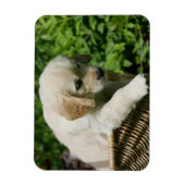 Golden Retriever Puppy in mandje Magneet (Verticaal)