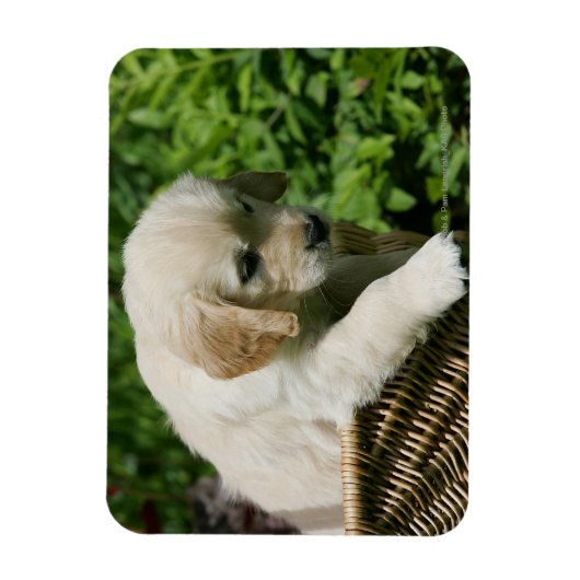Golden Retriever Puppy in mandje Magneet (Verticaal)