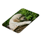 Golden Retriever Puppy in mandje Magneet (Linkerzijde)