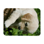 Golden Retriever Puppy in mandje Magneet (Horizontaal)