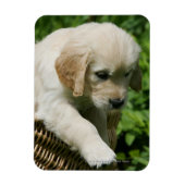 Golden Retriever Puppy in mandje Magneet (Verticaal)