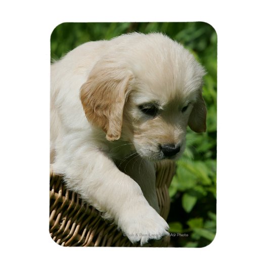Golden Retriever Puppy in mandje Magneet (Verticaal)