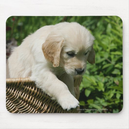 Golden Retriever Puppy in mandje Muismat (Voorkant)
