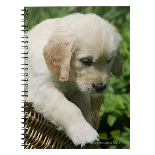 Golden Retriever Puppy in mandje Notitieboek (Voorkant)