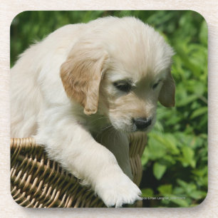 Golden Retriever Puppy in mandje Onderzetter