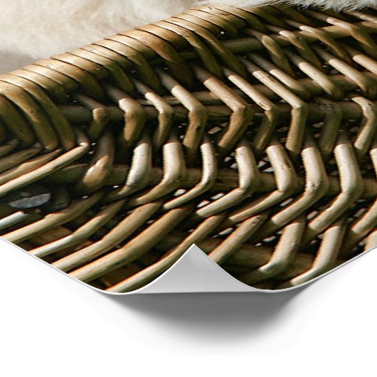 Golden Retriever Puppy in mandje Poster (Hoek)