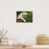 Golden Retriever Puppy in mandje Poster (Keuken)