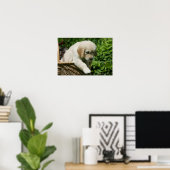 Golden Retriever Puppy in mandje Poster (Thuiskantoor)