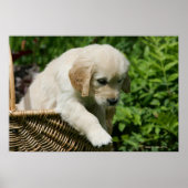 Golden Retriever Puppy in mandje Poster (Voorkant)