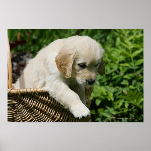 Golden Retriever Puppy in mandje Poster (Voorkant)