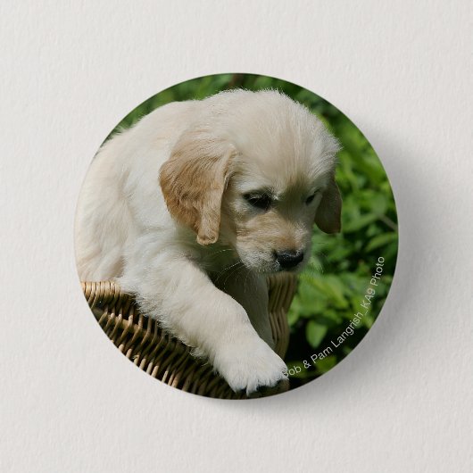 Golden Retriever Puppy in mandje Ronde Button 5,7 Cm (Voorkant)