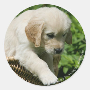 Golden Retriever Puppy in mandje Ronde Sticker