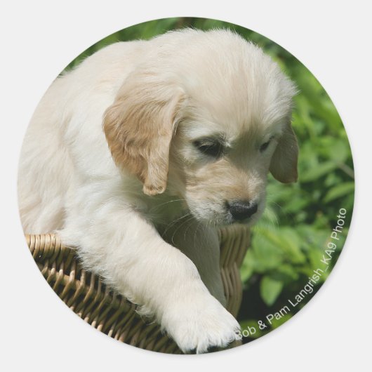 Golden Retriever Puppy in mandje Ronde Sticker (Voorkant)