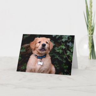 Golden Retriever Puppy Kaart