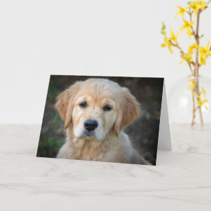 Golden Retriever Puppy Kaart