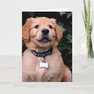 Golden Retriever Puppy Kaart