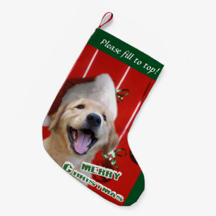 Golden Retriever Puppy Kerstmis Kleine Kerstsok