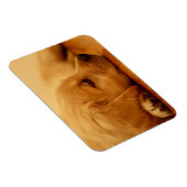 Golden Retriever Puppy Magneet (Rechterzijde)