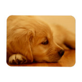 Golden Retriever Puppy Magneet (Horizontaal)