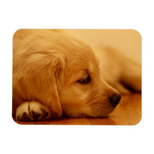 Golden Retriever Puppy Magneet