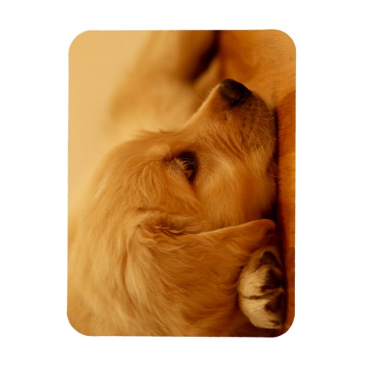 Golden Retriever Puppy Magneet (Verticaal)