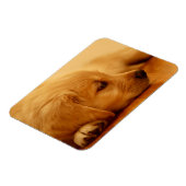 Golden Retriever Puppy Magneet (Linkerzijde)