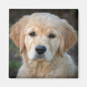 Golden Retriever Puppy Magneet (Voorkant)