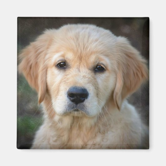 Golden Retriever Puppy Magneet (Voorkant)