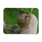 Golden Retriever Puppy Magneet (Horizontaal)