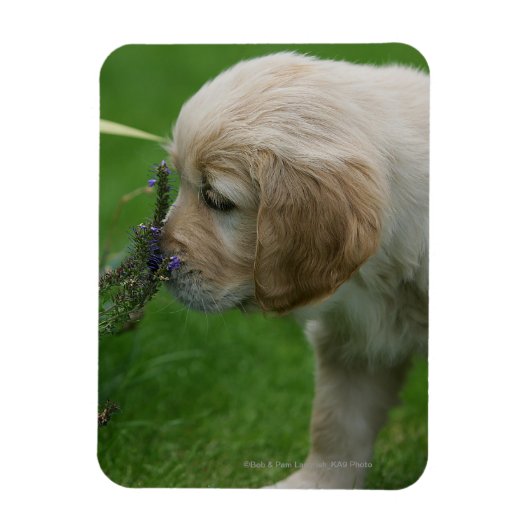 Golden Retriever Puppy Magneet (Verticaal)