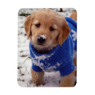 Golden Retriever Puppy Magneet