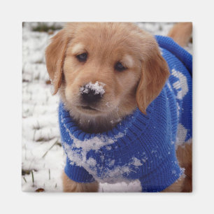 Golden Retriever Puppy Magneet