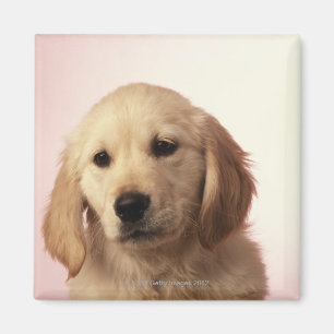Golden Retriever Puppy Magneet