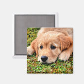 Golden Retriever Puppy Magneet (Voorkant / Achterkant)