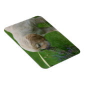 Golden Retriever Puppy Magneet (Rechterzijde)