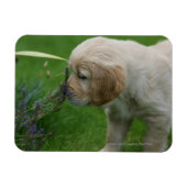 Golden Retriever Puppy Magneet (Horizontaal)