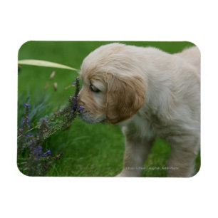 Golden Retriever Puppy Magneet