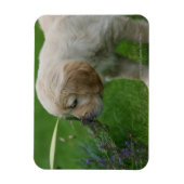 Golden Retriever Puppy Magneet (Verticaal)