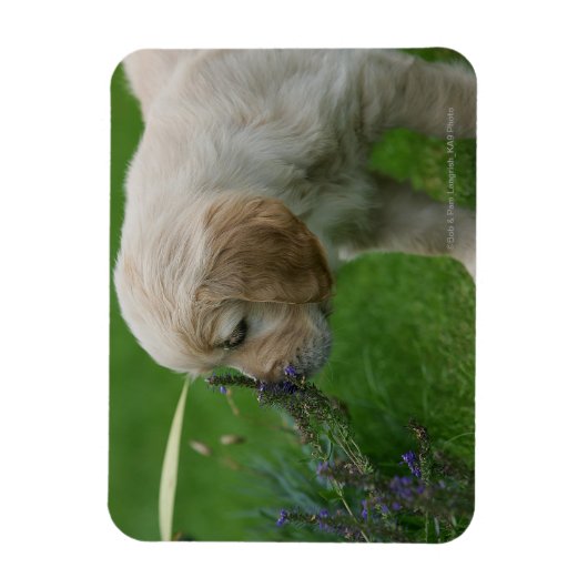 Golden Retriever Puppy Magneet (Verticaal)