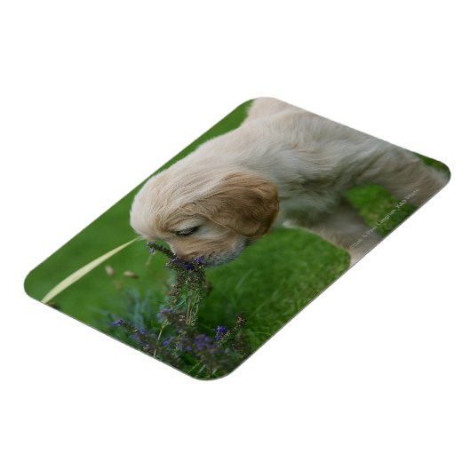Golden Retriever Puppy Magneet (Linkerzijde)