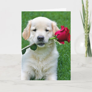 Golden Retriever Puppy met Red Rose Kaart
