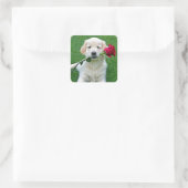 Golden Retriever Puppy met Red Rose Vierkante Sticker (Tas)