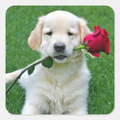 Golden Retriever Puppy met Red Rose Vierkante Sticker (Voorkant)