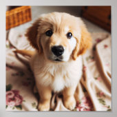 Golden Retriever puppy met schattige puppy ogen Poster (Voorkant)