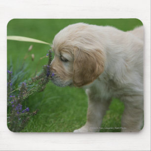 Golden Retriever Puppy Muismat