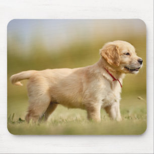 Golden Retriever Puppy Muismat